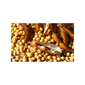 High Quality Organic <b>Soybeans</b> Non-GMO Crop Dried Style Bulk Wholesome Supply - Product Image 3