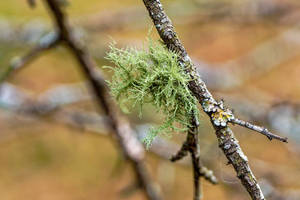Usnea Herbal <b>Extract</b> Wild Resin - Product Image 1