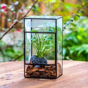 Beau terrarium en métal et en verre fait à la main pour la décoration de table de jardin de maison moderne affichage de plantes d'intérieur et d'extérieur - Product Image 3
