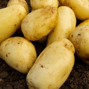 Pommes de terre fraîches disponibles en vrac, texture ferme et longue durée de conservation, idéales pour la vente en gros et au détail (Solanum Tuberosum) - Product Image 1