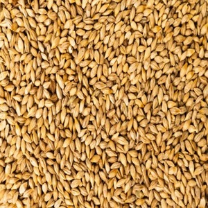 Malt d'orge certifié / Grains d'orge / Aliment pour animaux à base d'orge de qualité supérieure, orge énergétique pour l'alimentation animale, à vendre - Product Image 1