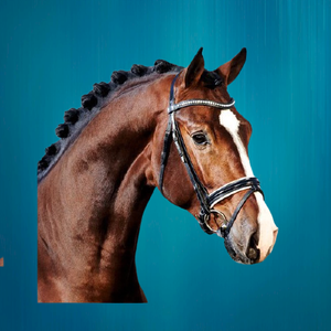 Fabricante Fancy Diamante Chain Horse Brida Material de cuero de primera calidad - Product Image 3