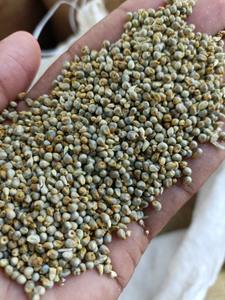 Millet à haute teneur en protéines Alimentation animale pour bétail Supplément nutritionnel de qualité supérieure - Product Image 2