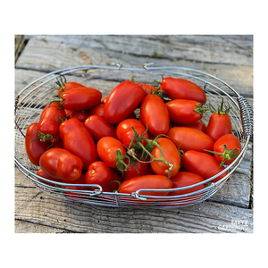 Tomates prujas frescos al por mayor disponibles en grandes cantidades para supermercados y minoristas - Product Image 5