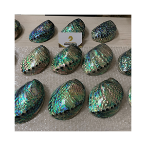 รูปทรงพัดลมเปลือกหอยเป๋าฮื้อสำหรับการออกแบบกิ๊บหนีบผมและอุปกรณ์เสริมการออกแบบทรงผมวัสดุมุกสีสันสดใสผลิตในเวียดนามอย่างมีความรับผิดชอบ - Product Image 4