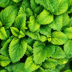 Menthol séché Feuilles de menthe Mentha arvensis Teneur élevée en menthol pour la distillation d'huiles essentielles Approvisionnement en vrac - Product Image 4