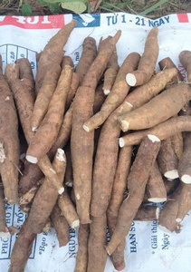 Suministro fiable de yuca congelada durante todo el año - Product Image 4