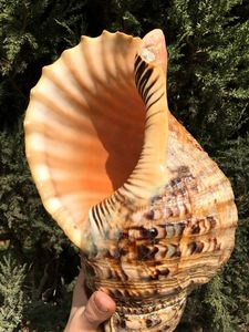 Meilleur prix Triton trompette coquillage artisanat fabriqué à la main au Vietnam avec technique de coquille polie artisanat naturel - Product Image 2