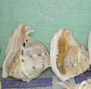 Concha de Cassis cornuta de origen marino de Vietnam, creada a partir de material natural de concha marina para decoración de interiores y artesanía. - Product Image 6