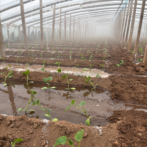 Invernadero Comercial Multiusos de Película para Producción de Vegetales con Alta Transmisión de Luz y Estructura de Acero Galvanizado en Caliente - Product Image 6