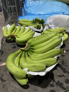 Proveedor que vende 100% plátano Cavendish fresco para compradores mayoristas con precio competitivo - Product Image 5