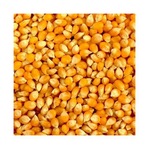 ข้าวโพดสีเหลืองสำหรับอาหารสัตว์และสัตว์ปีก - Product Image 3