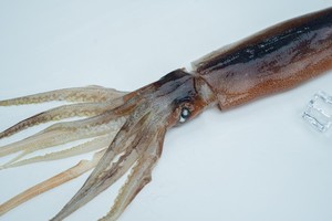 Mùa mới đông lạnh mực <span class=keywords><strong>illex</strong></span> toàn bộ mực tròn - Product Image 4