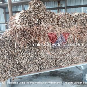 วัสดุที่ดีที่สุดผักตบชวาดิบ/แห้งน้ำผักตบชวาสำหรับเฟอร์นิเจอร์หัตถกรรมจากเวียดนาม/คุณภาพสูง /mr.kevin + 84968311314 - Product Image 4