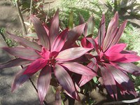 Planta Natural de Cordyline, Flor Blanca Recién Cortada de 20cm, 100 Pétalos, Huertos Ecuatorianos, Ecuador