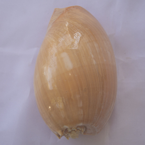 Melo Amphora SeasHELL Bijoux Poli Jaune Big Shell Motif SEASHELL BIJOUX Tailles 30-35 cm - Product Image 6