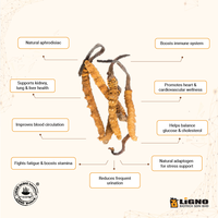 Poudre de corps fruiteur d'Ophiocordyceps Sinensis LiGNO OCS02 – Complément Adaptogène pour le Bien-être – Extrait Naturel Fonctionnel OEM ODM