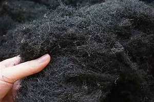 มอสสีดำมีสุขภาพดีเก็บเกี่ยวมรดกโบราณอย่างยั่งยืน - Product Image 4