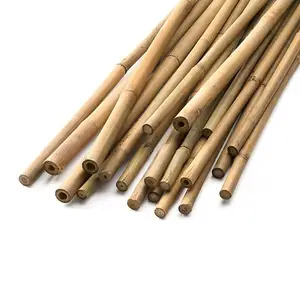 100% 可持续生态友好竹桩拐杖竹桩园艺越南6英尺竹桩