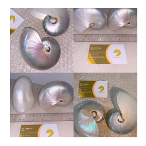 Hermosas conchas marinas decorativas con elegancia natural, perfectas para obras de arte hechas a mano y una impresionante decoración del hogar - Product Image 6