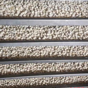 เมล็ดบัวแห้งเวียดนาม ขายส่ง อาหารเพื่อสุขภาพจากธรรมชาติ ส่งออก - Product Image 1