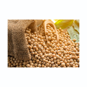Good quality soya bean for White Hilum oil , <b>soybean</b> , <b>Soybean</b> Seeds with reasonable price in VietNam FREE TAX - Product Image 2