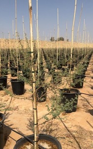 Estacas de Bambú de Fábrica en Vietnam, Servicio OEM, Tamaño Personalizado para Agricultura - Product Image 6