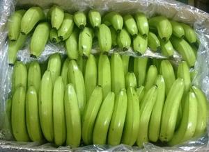 Plátanos Frescos Orgánicos Cavendish, Fruta Saludable Llena de Nutrientes, Grado A para Ganancia Muscular, Ecuador, Disponibles Ahora! - Product Image 2