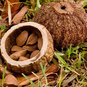 Noix du Brésil décortiquées séchées et cuites, riches en protéines, récolte sauvage, antioxydantes, riches en sélénium, amandes comestibles de qualité supérieure pour - Product Image 5