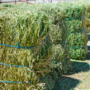 Quality alfalfa hay bays / Alfafa pellets / Dehydrated Alfalfa cubes