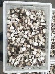 CHAMPIGNONS DE PAILLE ENTIER/ÉTIQUETTE PROPRE/INGRÉDIENT VÉGÉTAL/SOURCE NATURELLE - Product Image 3