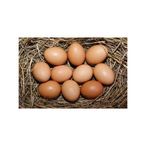 Huevos fértiles frescos de granja suministrados en volumen para los mercados agrícolas globales - Product Image 3