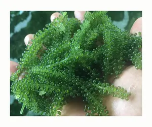 OFFER OF SEA GRAPES FOR COSMETIC FROM VIET NAM