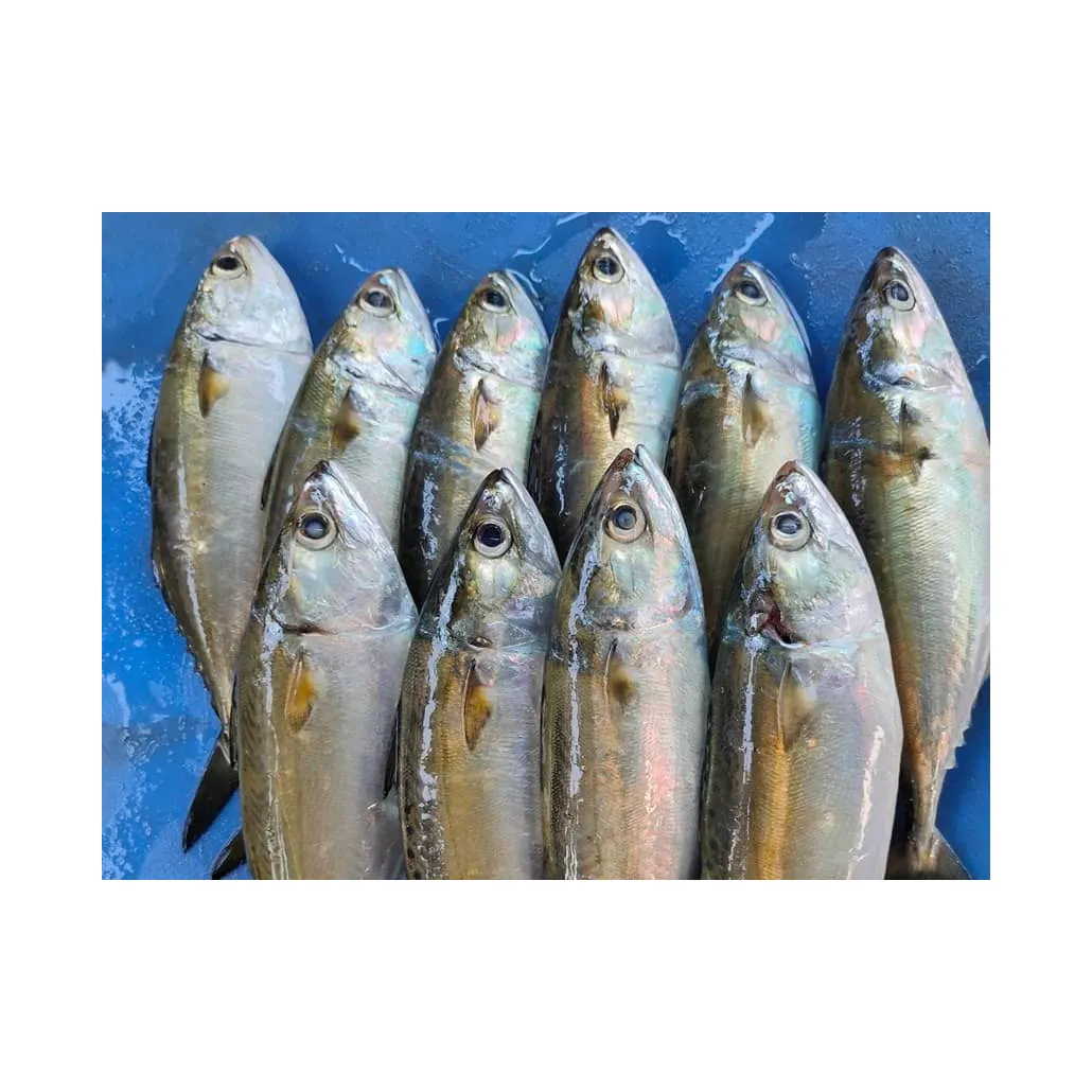 frozen fish fresh Mackerel Fish at best price