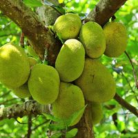 Hoge Kwaliteit Vietnam Verse Jackfruit Voor Export En Groothandel Met De Beste Prijs