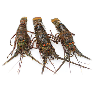 All'ingrosso Code di aragosta congelate fresche dal vivo aragosta aragosta in scatola stile per uso alimentare - Product Image 1