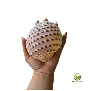 Coquille de thon tachetée naturelle, écologique, polie à la main, décoration d'intérieur, souvenirs de plage, pour collectionneurs, OEM - Product Image 4
