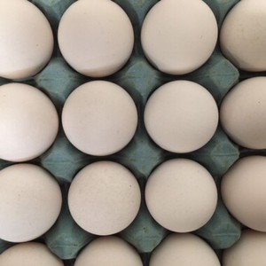Œufs de poule biologiques fécondés, coquille blanche, qualité supérieure, durée de conservation de 2 ans, nouvelle arrivée, en vente - Product Image 1