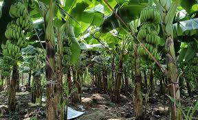 Cavendish Banane Vert Fruits Tropicaux Style Frais Prêt à Exporter 100% Naturel Biologique du Vietnam - Product Image 3