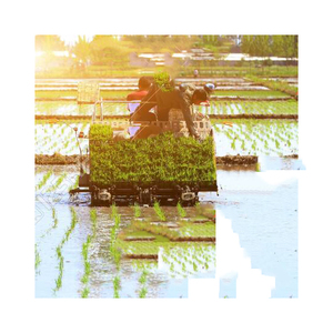 Trasplantadora de arroz bastante usada suministrada en lotes al por mayor con capacidad de plantación confiable - Product Image 1