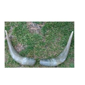 Único par de cuernos de búfalo último soporte cuadrado de latón y madera hecho a mano brillante par de cuerno de búfalo pulido al mejor precio - Product Image 4