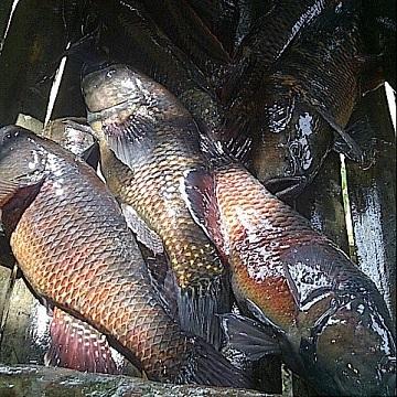 ธรรมชาติ