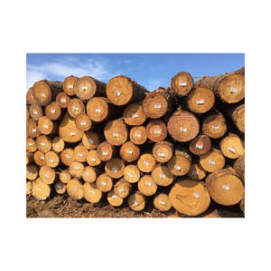 Vente en gros de grumes de peuplier provenant de fournisseurs européens et chinois avec options CFR Incoterm pour une expédition internationale pratique - Product Image 3