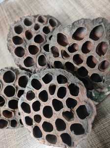 Vainas de loto secas para decoración de acuario Fish Hiding Place Home Decor - Product Image 4