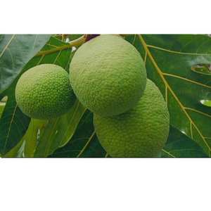 Soursop naturel congelé avec saveur aromatique et texture lisse adapté aux mélanges de boissons et aux recettes de desserts glacés - Product Image 2