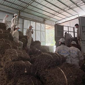 Polvo de Gel Negro Estable - Actúa Bien en Diversas Condiciones de pH y Temperatura - Product Image 5