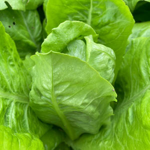 Lechuga de Tallo Fresco de Nueva Cosecha 2026, Lechuga Espárrago, Suministro de Fábrica, Precio Bajo, Venta al por Mayor a Granel, Calidad de Exportación - Product Image 1