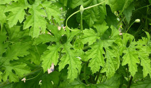 ใบเมลอนรสขมแช่แข็ง/สารต้านอนุมูลอิสระเข้มข้น/ฉลากที่สะอาด/ผลิตภัณฑ์เสริมอาหารทั้งหมด - Product Image 6