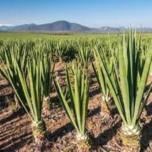 Fibre de sisal naturelle résistante à la chaleur pour la filature ignifuge à prix modéré - Product Image 2