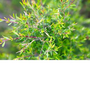 Botellas envasadas a granel al por mayor, tambores de extracto de hierbas puras, aceite de árbol de té, cultivado en estado salvaje de la India con hojas en forma líquida - Product Image 6